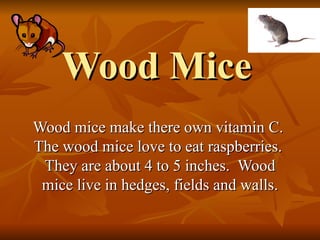 Wood Mice  Wood mice make there own vitamin C.  The wood mice love to eat raspberries.  They are about 4 to 5 inches.  Wood mice live in hedges, fields and walls. 
