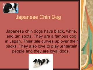 Japanese Chin Dog Japanese chin dogs have black, white, and tan spots. They are a famous dog in Japan. Their tale curves up over their backs. They also love to play ,entertain people and they are loyal dogs.  
