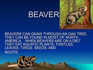BEAVER BEAVERS CAN GNAW THROUGH AN OAK TREE.  THEY CAN BE FOUND IN MOST OF NORTH AMERICA .  WHEN BEAVERS ARE ON A DIET THEY EAT AQUATIC PLANTS, THISTLES, LEAVES, TWIGS, SEEDS, AND  ROOTS. 