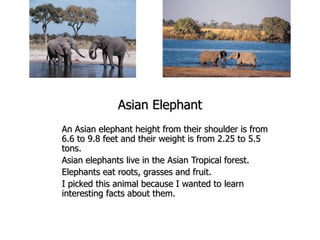 Asian Elephant An Asian elephant height from their shoulder is from 6.6 to 9.8 feet and their weight is from 2.25 to 5.5 tons. Asian elephants live in the Asian Tropical forest. Elephants eat roots, grasses and fruit. I picked this animal because I wanted to learn interesting facts about them.  