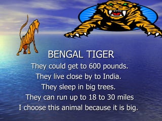 BENGAL TIGER They could get to 600 pounds. They live close by to India.  They sleep in big trees.  They can run up to 18 to 30 miles I choose this animal because it is big.  