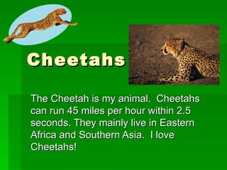 Cheetahs The Cheetah is my animal.  Cheetahs can run 45 miles per hour within 2.5 seconds. They mainly live in Eastern Africa and Southern Asia.  I love Cheetahs! 