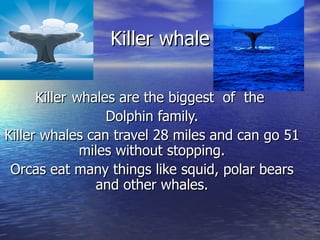 Killer whale Killer  whales are the biggest  of  the  Dolphin family. Killer whales can travel 28 miles and can go 51 miles without stopping. Orcas eat many things like squid, polar bears and other whales. 