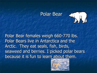 Polar Bear Polar Bear females weigh 660-770 lbs. Polar Bears live in Antarctica and the Arctic.  They eat seals, fish, birds, seaweed and berries. I picked polar bears because it is fun to learn about them. 