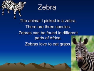 Zebra The animal I picked is a zebra. There are three species. Zebras can be found in different parts of Africa. Zebras love to eat grass. 