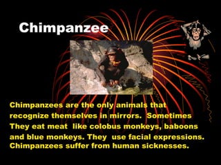 Chimpanzee Chimpanzees are the only animals that  recognize themselves in mirrors.  Sometimes They eat meat  like colobus monkeys, baboons and blue monkeys. They  use facial expressions.  Chimpanzees suffer from human sicknesses. 