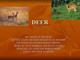 DEER MY ANIMAL IS THE DEER. DID YOU KNOW THE DEER WEIGHT 85-225 POUNDS? THE DEER FUR COLOR IS MAINLY BROWN. DEER EAT  NUTS, BERRIES, AND DEAD LEAVES. DEER LIVE ALL OVER THE WORLD! WOW! I LOVE THE DEER TO MUCH! 