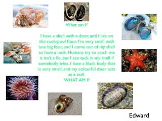 What am I?

   I have a shell with a door, and I live on
 the rock-pool ﬂoor. I’m very small with
 one big foot, and I come out of my shell
 to have a look. Humans try to catch me
  it isn’t a lie, but I can tuck in my shell if
somebody tries. I have a black body that
is very small, and my colourful door acts
                     as a wall.
                   WHAT AM I?




                                                  Edward
 