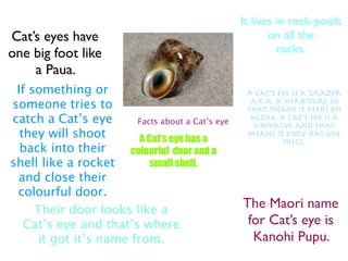 It lives in rock-pools
Cat’s eyes have                                         on all the
one big foot like                                         rocks.
    a Paua.
 If something or                                  A cat’s eye is a grazer
someone tries to                                   A.k.a. a Herbivore so
                                                  that means it feeds on
catch a Cat’s eye      Facts about a Cat’s eye
                                                   algae. A Cat’s eye is a
                                                    univalve and that
  they will shoot       A Cat’s eye has a
                                                  means it only has one
                                                           shell.
  back into their     colourful door and a
shell like a rocket        small shell.
 and close their
 colourful door.
     Their door looks like a                     The Maori name
   Cat’s eye and that’s where                     for Cat’s eye is
     it got it’s name from.                        Kanohi Pupu.
 