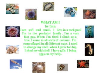 WHAT AM I
                by finn
I am soft and small. I Live in a rock pool
 I’m in the predator family . I’m a very
    fast guy. When I’m tired I climb up a
    tree. I come in all sorts of colours . I’m
   camouflaged in all different ways. I need
   to change my shell when I grow too big.
    I shed my old shell. I have gills. I bring
               eggs on my belly.
 