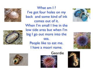 What am I ?
 I’ve got four holes on my
back and some kind of ink
       comes out of it.
When I’m small I live in the
low tide area but when I’m
 big I go out more into the
             sea.
   People like to eat me.
    I have a maori name.
                  Geordie
 