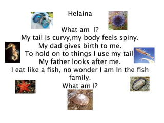 Helaina

                  What am I?
    My tail is curvy,my body feels spiny.
          My dad gives birth to me.
     To hold on to things I use my tail.
          My father looks after me.
I eat like a ﬁsh, no wonder I am In the ﬁsh
                    family.
                  What am I?
 