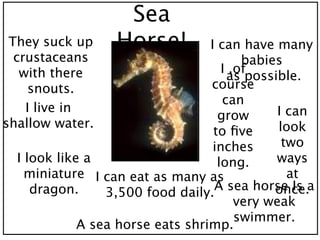 Sea
 They suck up     Horse!          I can have many
  crustaceans                            babies
   with there                        I ,of
                                      as possible.
     snouts.                      course
                                     can
    I live in                                  I can
                                    grow
shallow water.                                 look
                                   to ﬁve
                                   inches       two
  I look like a                     long.     ways
    miniature I can eat as many as               at
     dragon.                       A sea horse Is a
                                              once.
                 3,500 food daily.
                                        very weak
                                        swimmer.
             A sea horse eats shrimp.
 