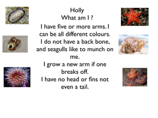 Holly
          What am I ?
 I have ﬁve or more arms. I
 can be all different colours.
 I do not have a back bone,
and seagulls like to munch on
              me.
   I grow a new arm if one
          breaks off.
  I have no head or ﬁns not
          even a tail.
 