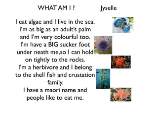 WHAT AM I ?                 Jyselle

I eat algae and I live in the sea,
   I’m as big as an adult’s palm
   and I’m very colourful too.
    I’m have a BIG sucker foot
 under neath me,so I can hold
       on tightly to the rocks.
  I’m a herbivore and I belong
to the shell ﬁsh and crustation
                family.
      I have a maori name and
        people like to eat me.
 