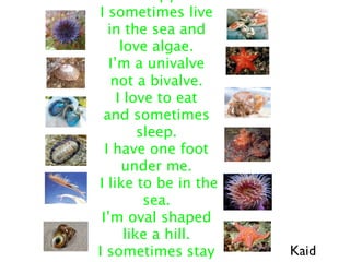 I sometimes live
   in the sea and
      love algae.
   I’m a univalve
    not a bivalve.
     I love to eat
 and sometimes
          sleep.
  I have one foot
      under me.
I like to be in the
           sea.
 I’m oval shaped
       like a hill.
I sometimes stay      Kaid
 