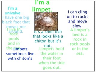 I’m a
    I’m a
  univalve
                limpet.              I can cling
I have one big
       .                             on to rocks
black foot that                       and move
   moves me                             slow.
   I live In                           A limpet’s
     around.       It’s a shell ﬁsh
      rock                              bed is a
                  that looks like a
     pools                               rock in
                   chiton but It’s
    and in                             rock pools
                          not.
   the Limpets
         sea.          Limpets hold     or In the
  sometimes live        the water in       sea.
    with chiton’s        their foot
                      when the tide
                         goes out.
 