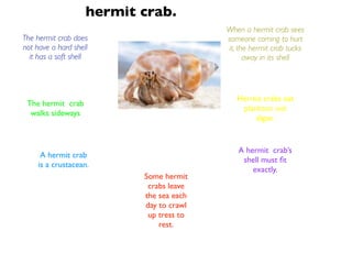 hermit crab.
                                          When a hermit crab sees
The hermit crab does                      someone coming to hurt
not have a hard shell                     it, the hermit crab tucks
  it has a soft shell                           away in its shell




                                             Hermit crabs eat
 The hermit crab
                                              plankton not
  walks sideways
                                                  algae.


                                             A hermit crab’s
      A hermit crab
                                              shell must ﬁt
     is a crustacean.
                                                 exactly.
                           Some hermit
                            crabs leave
                           the sea each
                           day to crawl
                            up tress to
                               rest.
 
