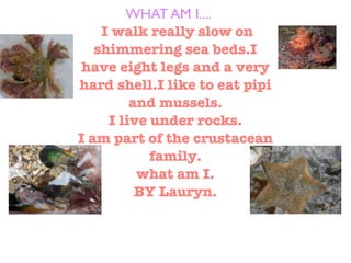 WHAT AM I....
    I walk really slow on
   shimmering sea beds.I
 have eight legs and a very
hard shell.I like to eat pipi
         and mussels.
     I live under rocks.
I am part of the crustacean
            family.
          what am I.
          BY Lauryn.
 