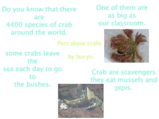 Do you know that there        One of them are
         are                     as big as
 4400 species of crab         our classroom.
  around the world.
                Fact about crabs
 some crabs leave by lauryn.
       the
sea each day to go         Crab are scavengers
        to                they eat mussels and
   the bushes.                    pipis.
 