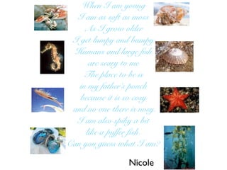 When I am young
  I am as soft as moss
     As I grow older
 I get lumpy and bumpy
  Humans and large fish
      are scary to me
    The place to be is
   in my father’s pouch
   because it is so cosy
 and no one there is nosy.
  I am also spiky a bit
     like a puffer fish.
Can you guess what I am?

                 Nicole
 