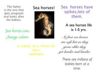 The father
                  Sea horses!    Sea horses have
is the one that
gets pregnant                     spikes,lots of
and looks after                       them.
  the babies.
 the one                         A sea horses life
that gets                            is 1-5 yrs.
Sea horses can
pregnant
 change colour.
and looks                     At first sea horses
 after the                   are soft,but as they
        A herd is a team of
  babies.                      grow older they
                sea-        get harder and harder.
               horses.
                              There are millions of
                                babies born at a
                                       time.
 