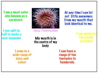 I am a meat eater                            At any time I can let
  also known as a                             out little anenomes
     carnivore.                               from my mouth that
                                              look identical to me.

 I can split in         Sea Anenome
half to make a                                            I can swim but
new anenome              My mouth is in                      I’m usually
                        the centre of my                      grounded
                              body
         I come in a                       I can have a
        wide range of                      range of ten
          sizes and                        tentacles to
            colour                          hundereds.
 