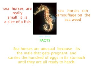sea horses are
                                sea horses can
      really
                               camouﬂage on the
   small it is
                                   sea weed
 a size of a ﬁsh


                   sea horse
                   FACTS

     Sea horses are unusual because its
       the male that gets pregnant and
  carries the hundred of eggs in its stomach
        until they are all ready to hatch.
 