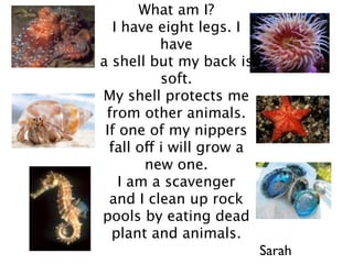 What am I?
   I have eight legs. I
           have
a shell but my back is
           soft.
My shell protects me
 from other animals.
 If one of my nippers
  fall off i will grow a
        new one.
    I am a scavenger
  and I clean up rock
pools by eating dead
  plant and animals.
                           Sarah
 