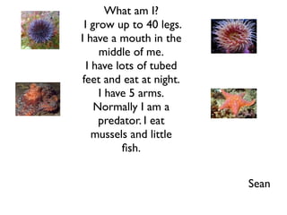 What am I?
  I grow up to 40 legs.
I have a mouth in the
      middle of me.
   I have lots of tubed
 feet and eat at night.
      I have 5 arms.
     Normally I am a
      predator. I eat
     mussels and little
           ﬁsh.


                          Sean
 