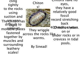 cling                     Chitons have no
                  Chiton              eyes,
    tightly
                     s!           they have a
 to the rocks
     using                      relatively good
 suction and                         fossil
   are veryhas                record stretching
The chiton
  difficult to                        back
     eight
   remove!                    400 million years.
                                 Chitons shelter
movable plates They wriggle
   fastened across the rocks like      on or
 together by                   under rocks or in
                  worms.        crevices in tidal
 muscles and
 surrounding                          pools.
                 By Sinead!
   leathery
    scales!
 