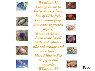What am I?
   I can grow up to
 forty arms. I have
   lots of little feet.
  I can camouﬂage
into sand to protect
        myself
   from predators.
  I can come in all
   different colours
like red,orange and
      sometimes
  blue. I like to live
     on pipis and
       mussels.
     What am I?           Todd
 