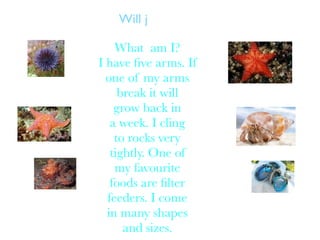 Will j

    What am I?
I have ﬁve arms. If
  one of my arms
     break it will
    grow back in
   a week. I cling
    to rocks very
   tightly. One of
    my favourite
   foods are ﬁlter
  feeders. I come
  in many shapes
      and sizes.
 