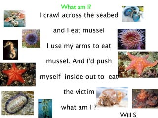 What am I?
I crawl across the seabed

    and I eat mussel

  I use my arms to eat

  mussel. And I'd push

myself inside out to eat

       the victim

      what am I ?
                            Will S
 