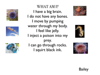 WHAT AM I?
     I have a big brain.
I do not have any bones.
    I move by pumping
water through my body.
       I feel like jelly.
I inject a poison into my
            prey.
 I can go through rocks.
     I squirt black ink.



                            Bailey
 