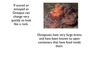 If scared or
 annoyed an
 Octopus can
 change very
quickly to look
  like a rock.


                  Octopuses have very large brains
                   and have been known to open
                  containers that have food inside
                               them.
 