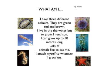 By Brooke
  WHAT AM I.....

     I have three different
  colours. They are green
         red and brown.
 I live in the the water but
      to grow I need sun.
      I can grow up to 30
          metres long.
             Lots of
   animals like to eat me.
I attach myself to whatever
           I grow on.
 