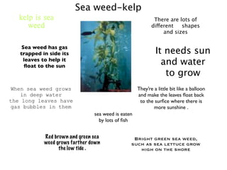 Sea weed-kelp
                                                            There are lots of
                                                           different   shapes
                                                                and sizes

    Sea weed has gas
   trapped in side its                                       It needs sun
    leaves to help it
     ﬂoat to the sun
                                                               and water
                                                                to grow
When sea weed grows                                 They’re a little bit like a balloon
   in deep water                                    and make the leaves ﬂoat back
the long leaves have                                 to the surﬁce where there is
gas bubbles in them                                         more sunshine .
                                sea weed is eaten
                                  by lots of ﬁsh


            Red brown and green sea              Bright green sea weed,
            weed grows farther down             such as sea lettuce grow
                  the low tide .                   high on the shore
 