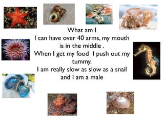 What am I
I can have over 40 arms, my mouth
          is in the middle .
When I get my food I push out my
                tummy.
 I am really slow as slow as a snail
           and I am a male
 