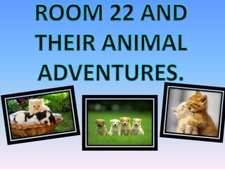ROOM 22 AND THEIR ANIMAL ADVENTURES. 