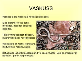 VASKUSS
Vaskuss ei ole madu vaid hoopis jalutu sisalik.

Elab laialehelistes ja sega-
metsades, aasadel, põldudel,
aedades.

Toitub vihmaussidest, tigudest,
putukavastsetest, hulkjalgsetest.

Vaenlaseks on rästik, toonekurg,
madukotkas, rebane, nugis.

Keha küljed ja kõht mustjaspruunid või täiest mustad. Selg on märgatavalt
heledam - pruun või pronksjas.
 