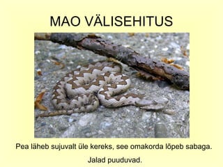 MAO VÄLISEHITUS




Pea läheb sujuvalt üle kereks, see omakorda lõpeb sabaga.
                    Jalad puuduvad.
 