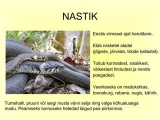 NASTIK
                                            Eestis viimasel ajal haruldane.

                                            Elab niisketel aladel
                                            (jõgede, järvede, tiikide kallastel).

                                            Toitub konnadest, sisalikest,
                                            väikestest lindudest ja nende
                                            poegadest.

                                            Vaenlaseks on madukotkas,
                                            toonekurg, rebane, nugis, kährik.

Tumehalli, pruuni või isegi musta värvi selja ning valge kõhualusega
madu. Peamiseks tunnuseks heledad laigud pea piirkonnas.
 