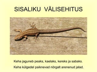 SISALIKU VÄLISEHITUS




Keha jaguneb peaks, kaelaks, kereks ja sabaks.
Keha külgedel paiknevad nõrgalt arenenud jalad.
 