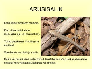 ARUSISALIK

Eesti kõige tavalisem roomaja.

Elab niiskematel aladel
(soo, raba, oja- ja kraavikallas).

Toitub putukatest, ämblikest ja
ussidest.

Vaenlaseks on rästik ja nastik.

Musta või pruuni värvi, seljal triibud. Isastel oranz või punakas kõhualune,
emastel kõht valkjashall, kollakas või rohekas.
 