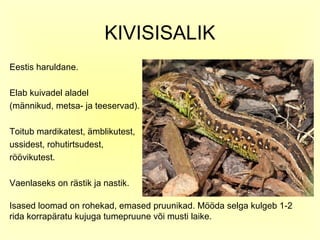 KIVISISALIK
Eestis haruldane.

Elab kuivadel aladel
(männikud, metsa- ja teeservad).

Toitub mardikatest, ämblikutest,
ussidest, rohutirtsudest,
röövikutest.

Vaenlaseks on rästik ja nastik.

Isased loomad on rohekad, emased pruunikad. Mööda selga kulgeb 1-2
rida korrapäratu kujuga tumepruune või musti laike.
 