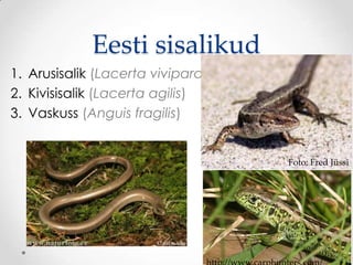 Eesti sisalikud
1. Arusisalik (Lacerta vivipara)
2. Kivisisalik (Lacerta agilis)
3. Vaskuss (Anguis fragilis)


                                   Foto: Fred Jüssi
 