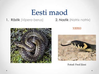 Eesti maod
1. Rästik (Vipera berus)   2. Nastik (Natrix natrix)

                                       VIDEO




                                   Fotod: Fred Jüssi
 