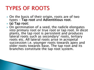 Three Types Of Roots Root - Characteristics, types, Structure & Functions | PPTX