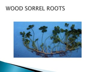 Sort Roots Root - Characteristics, types, Structure & Functions | PPTX